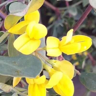 Coronilla valentina — flower