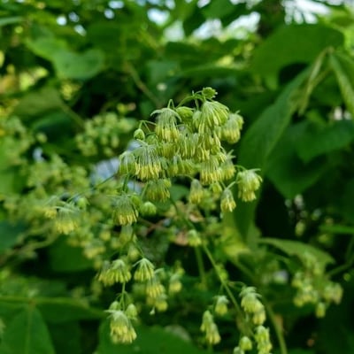 Thalictrum fendleri — flower