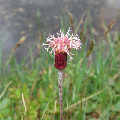 Homogyne alpina — flower