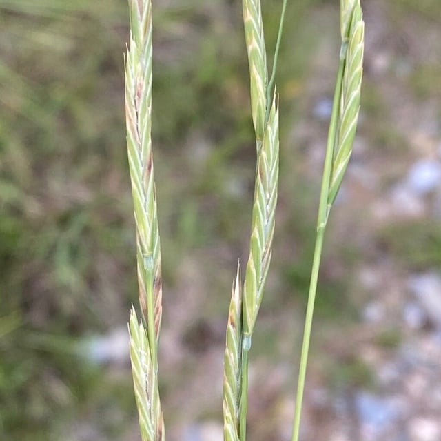 Brachypodium phoenicoides — flower