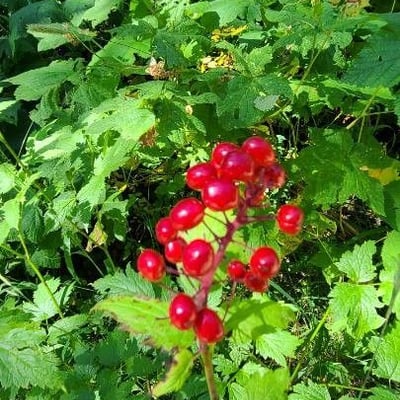 Actaea rubra — flower