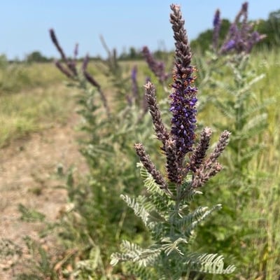 Amorpha canescens — flower