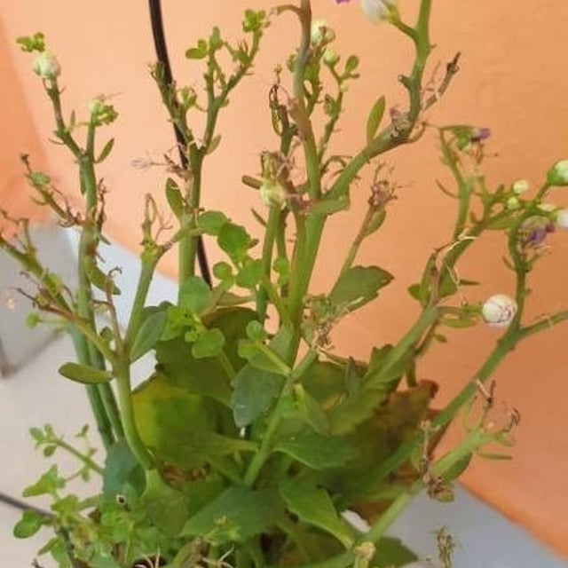 Cakile edentula — flower