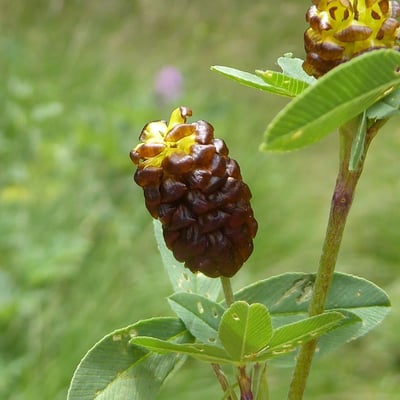Trifolium spadiceum — flower