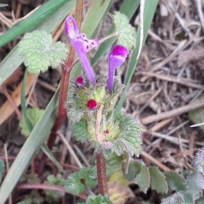 Lamium amplexicaule — flower