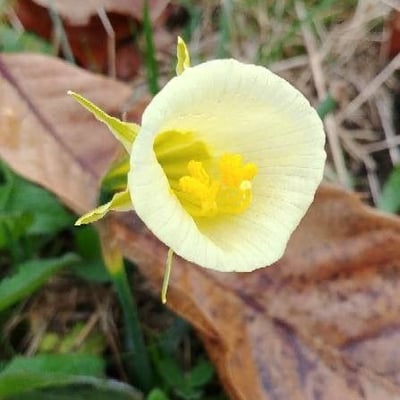 Narcissus bulbocodium — flower
