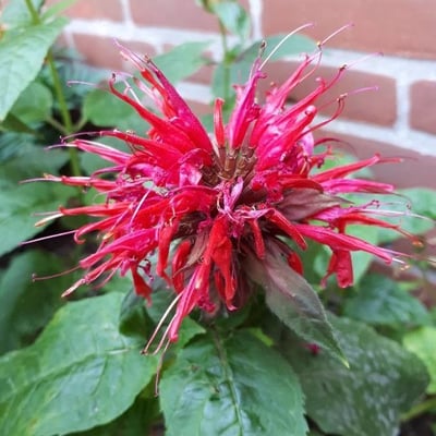 Monarda didyma — flower