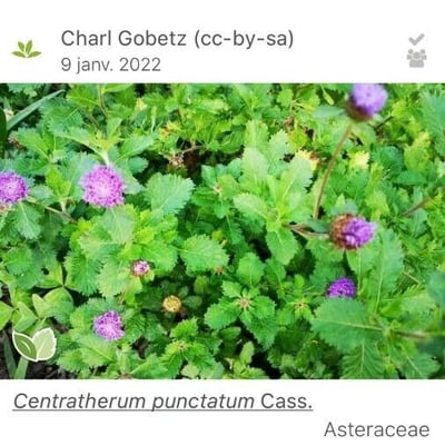 Centratherum punctatum — flower