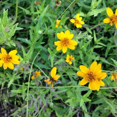 Wedelia acapulcensis — habit