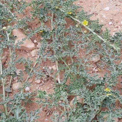 Citrullus colocynthis — flower