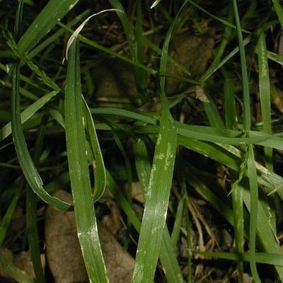 Agrostis perennans — habit
