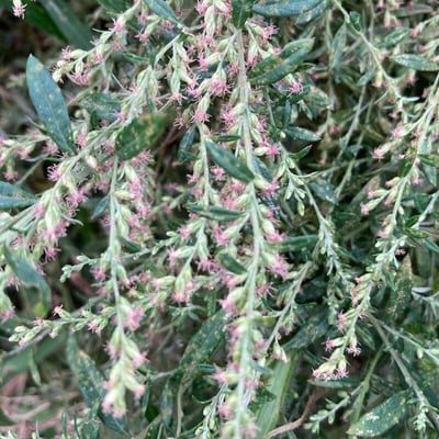 Artemisia princeps — flower