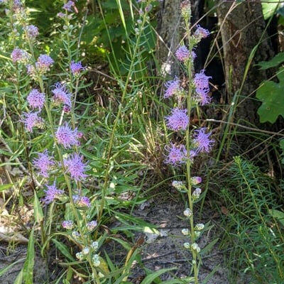 Liatris aspera — flower