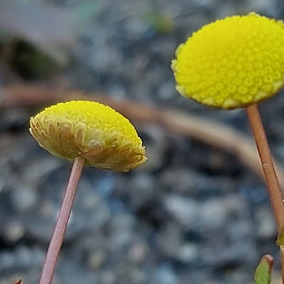 Cotula coronopifolia — flower