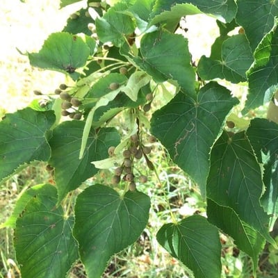 Tilia amurensis — leaf