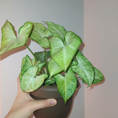 Syngonium podophyllum — flower