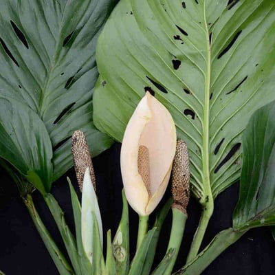 Monstera adansonii — flower