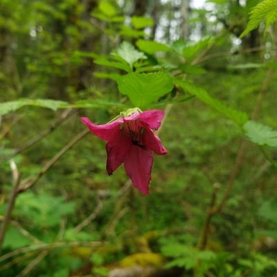 Rubus spectabilis — flower