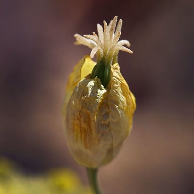 Platystemon californicus — flower