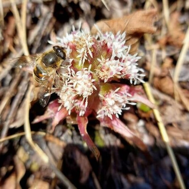 Petasites paradoxus — flower