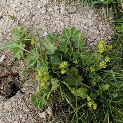 Alchemilla monticola — flower
