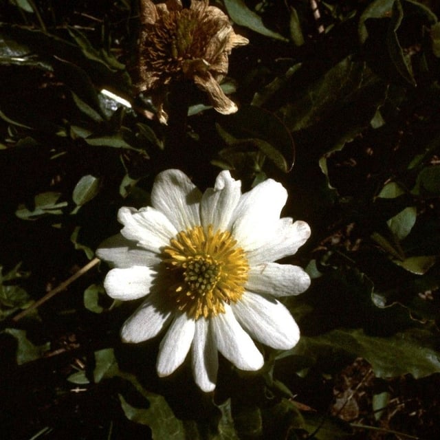 Caltha leptosepala — flower