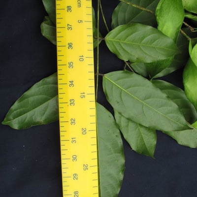 Platymiscium pinnatum — leaf