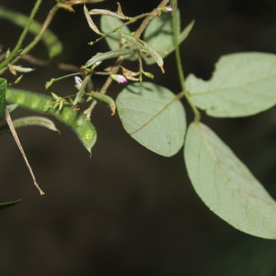 Galactia striata — flower