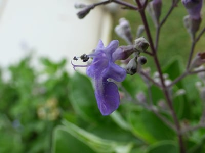 Indian three-leaf vitex