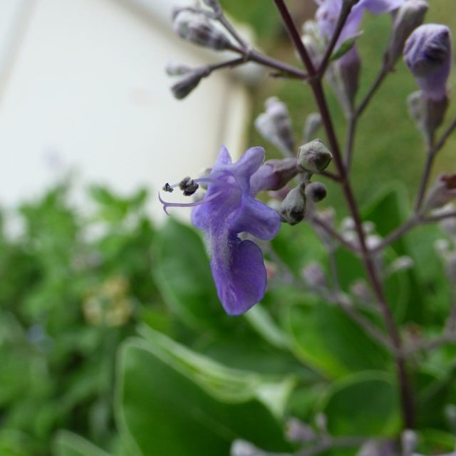 Indian three-leaf vitex