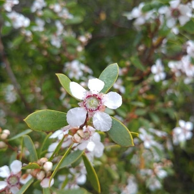 Leptospermum laevigatum — flower