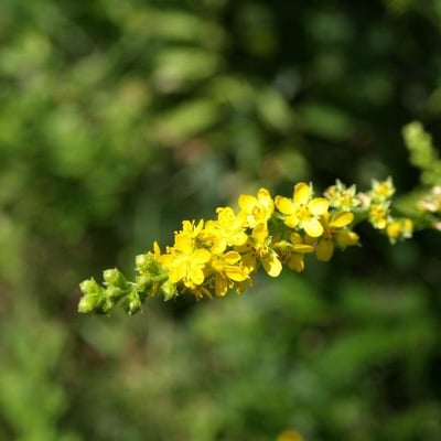 Agrimonia pilosa — flower