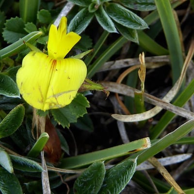 Ononis striata — flower