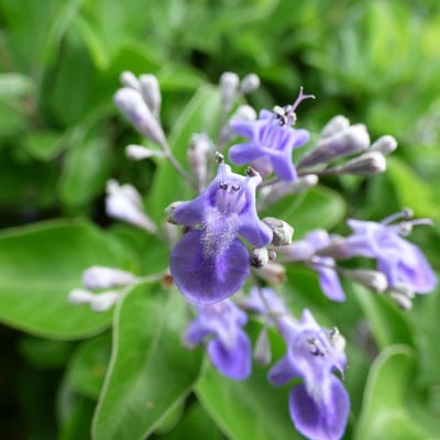 Vitex trifolia — flower