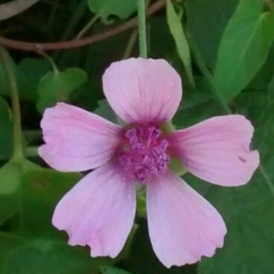 Althaea cannabina — flower
