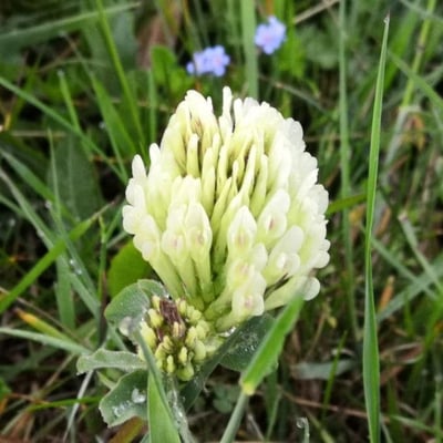 Trifolium ochroleucon — flower