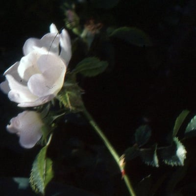 Rosa sempervirens — flower