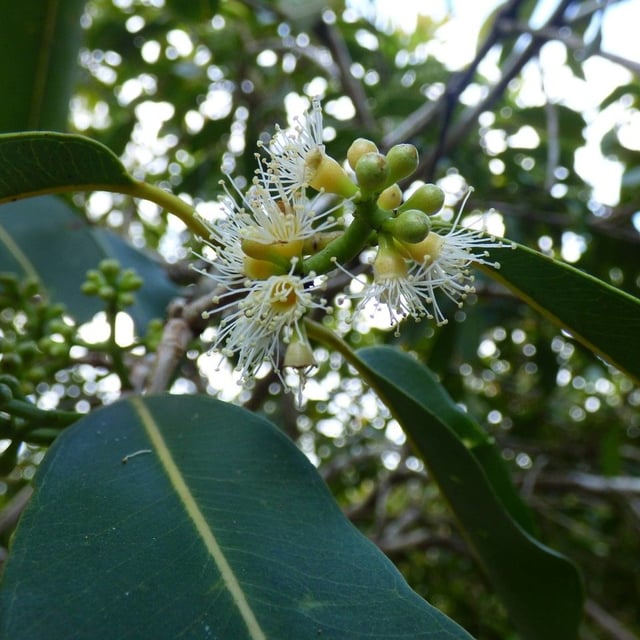 Syzygium cumini — flower