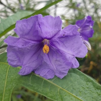 Solanum nudum — flower