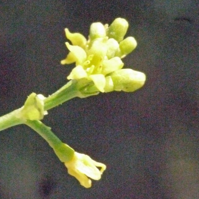 Rubia tinctorum — flower