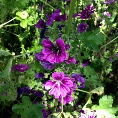 Malva arborea — flower
