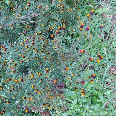 Dyssodia papposa — flower