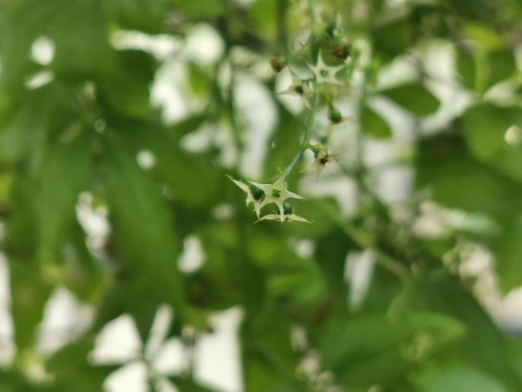 Gynostemma