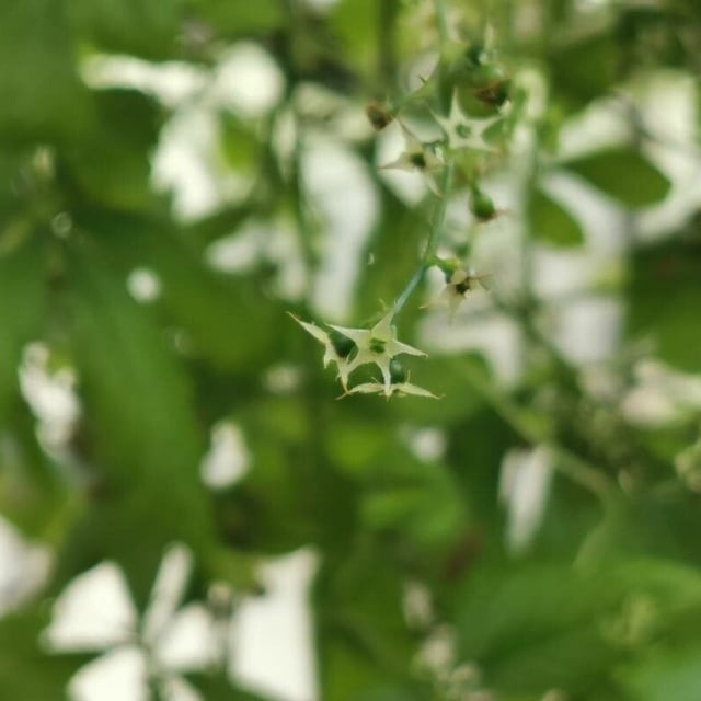 Gynostemma