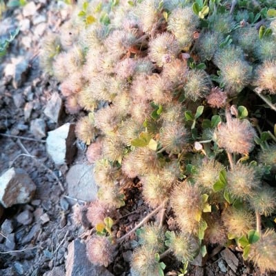 Trifolium cherleri — flower