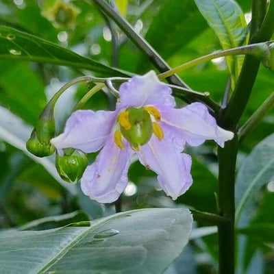 Solanum aviculare — flower