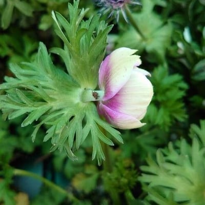 Anemone coronaria — leaf