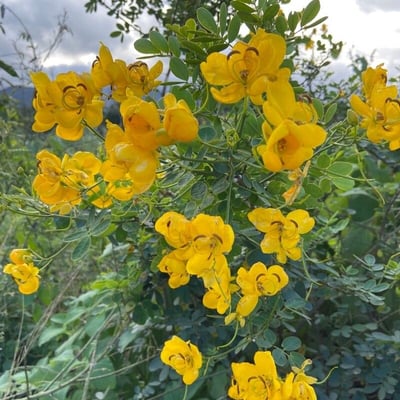 Senna pendula — flower