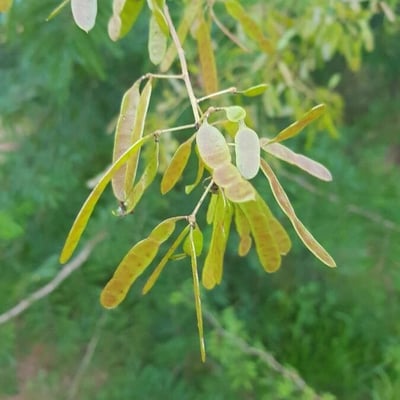 Mimosa bimucronata — fruit