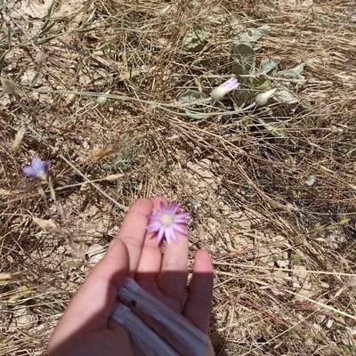Xeranthemum annuum — flower